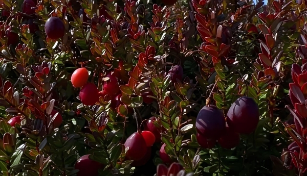 68891ed2280c5202507251946