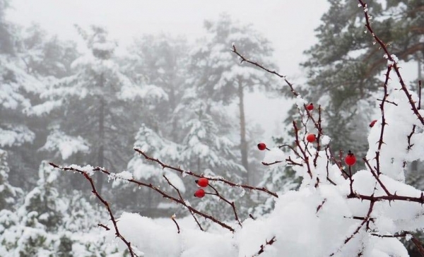 697e42ac0b746202601265804